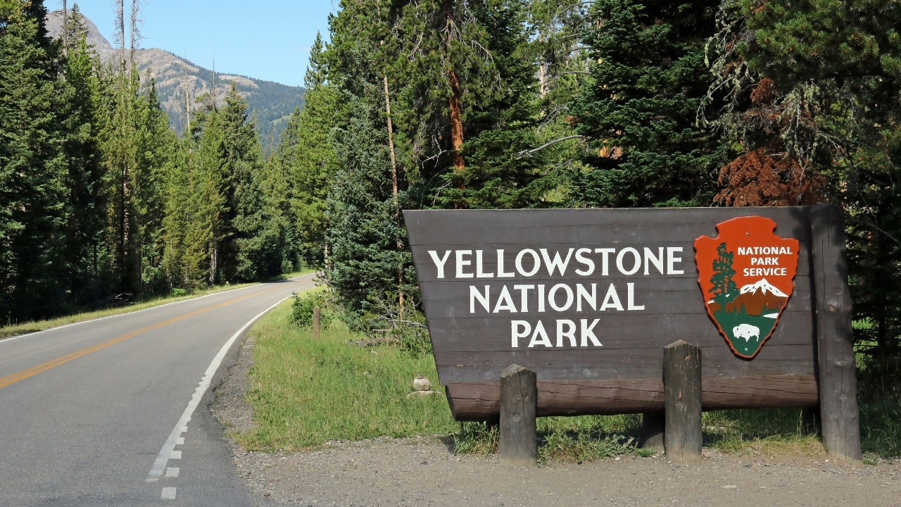 Yellowstone National Park officials say man disturbed baby bison, resulting in its death