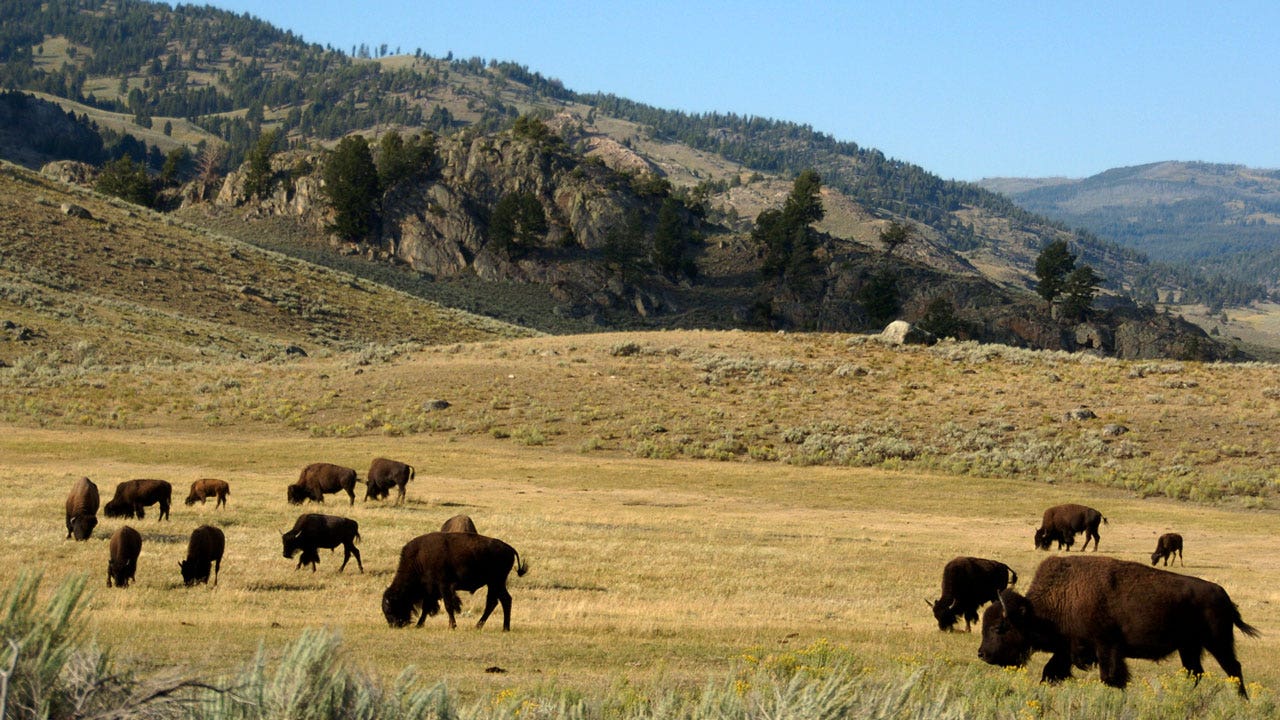Yellowstone officials kill baby bison due to herd rejection after visitor picked it up