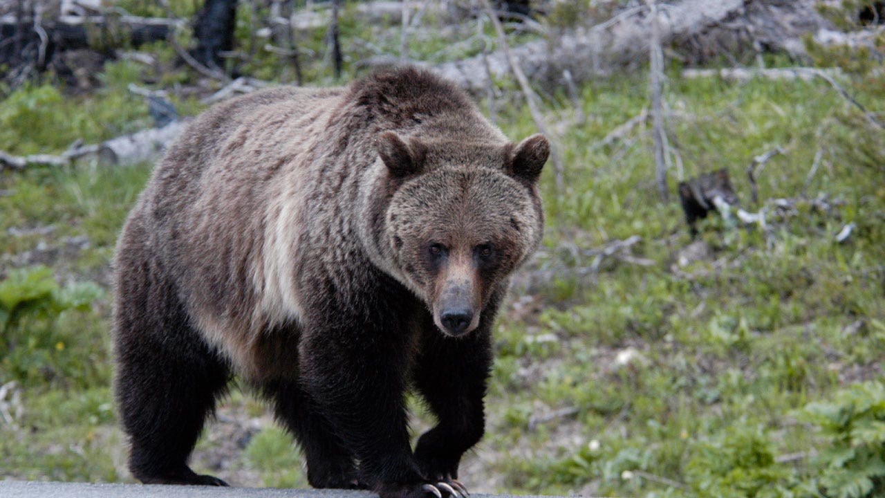 Wyoming hunter who allegedly killed a grizzly bear near Yellowstone faces a year behind bars