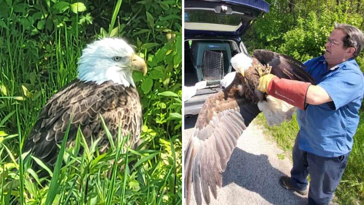 Bald eagle dies 2 days after it was 'struck by vehicle' in Wisconsin: 'So sad'
