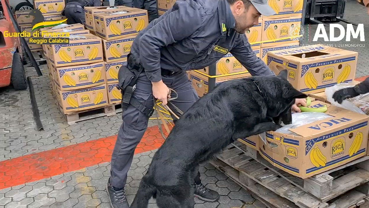 Italian cocaine-sniffing dog finds 3 tons of drugs hidden in banana shipment