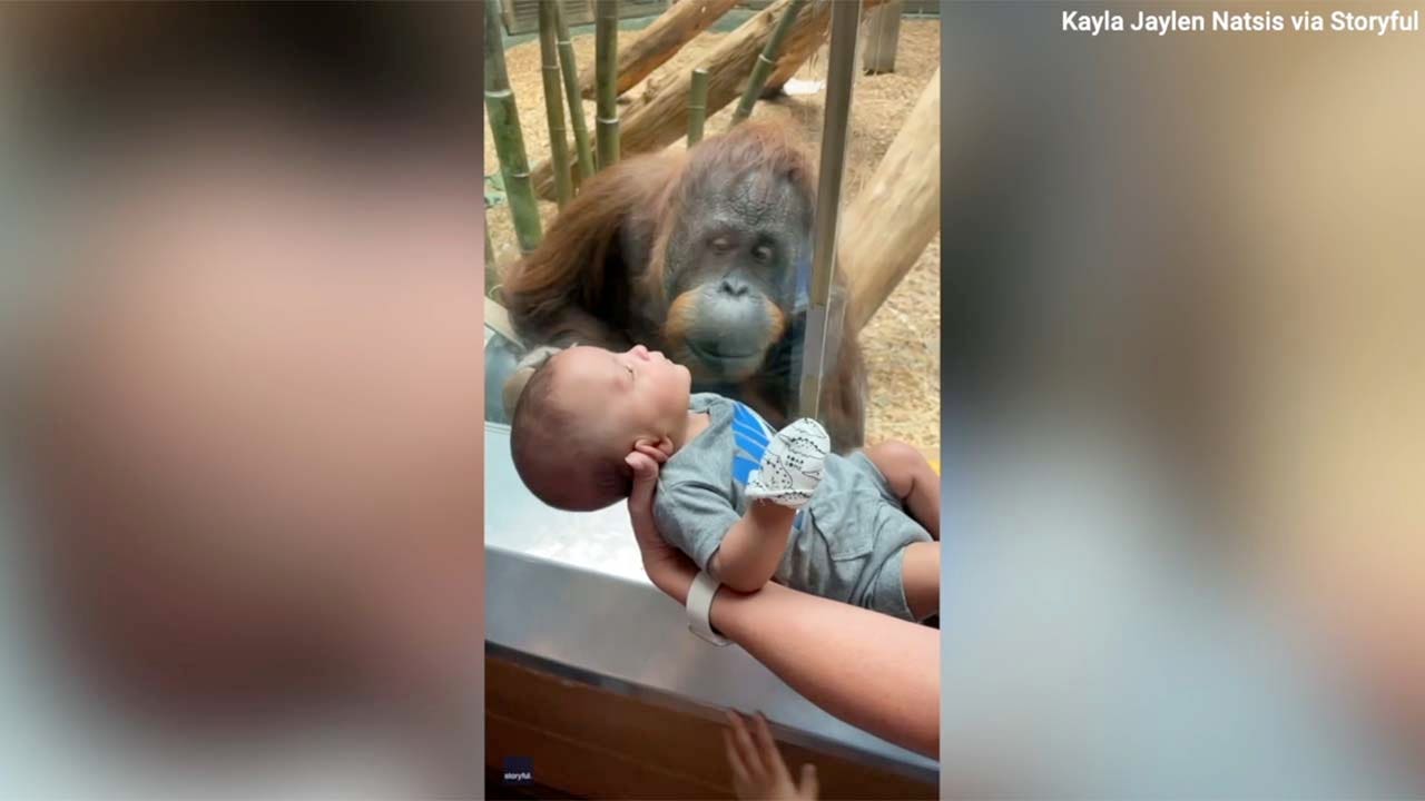 An orangutan at the Louisville Zoo was interested in inspecting a three-month-old baby - and gave the baby a kiss through the glass, according to Storyful. (Kayla Jaylen Natsis via Storyful)