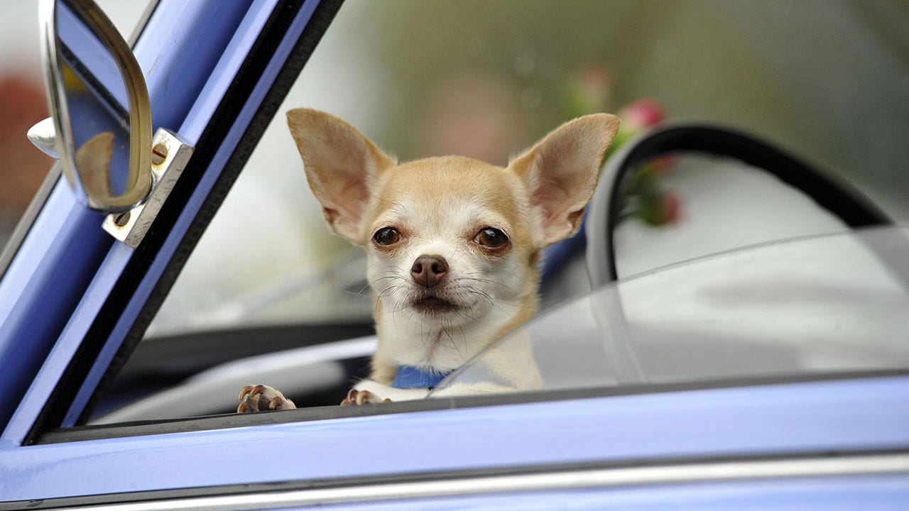 Colorado driver tries to switch seats with dog in failed attempt to avoid DUI arrest, police say