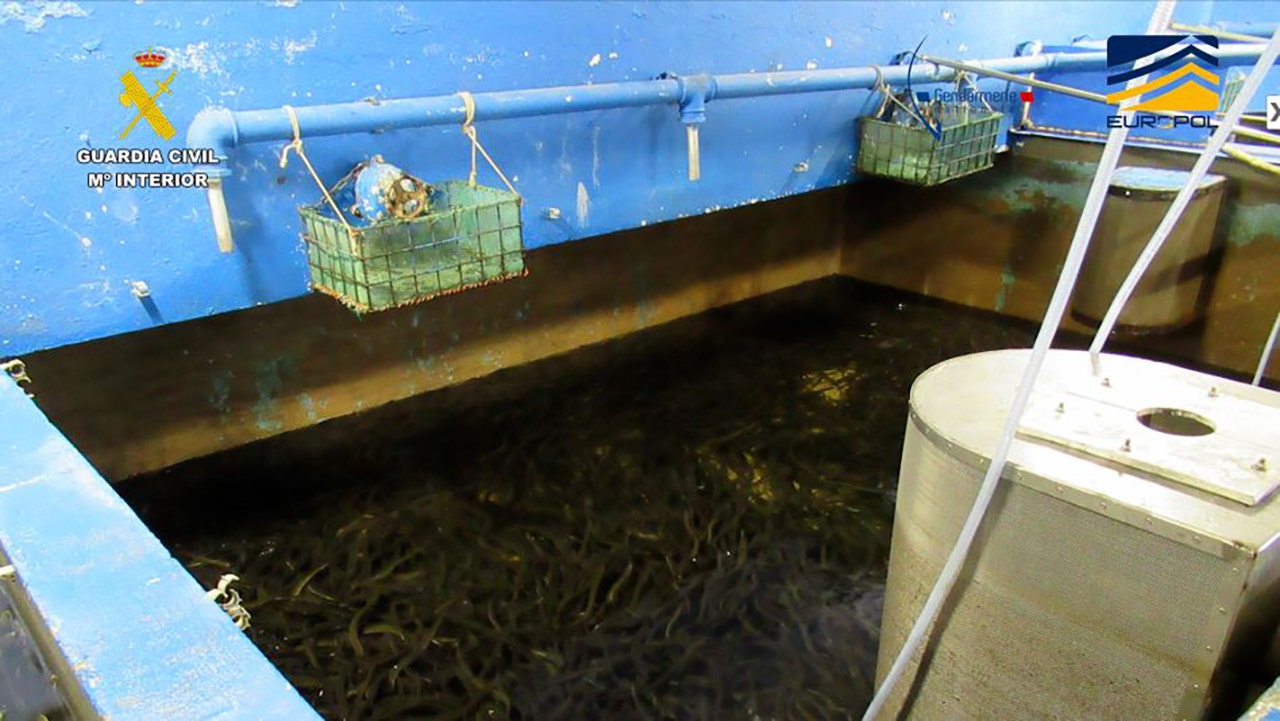 European authorities arrest 27, seize tons of endangered eels in suspected smuggling ring