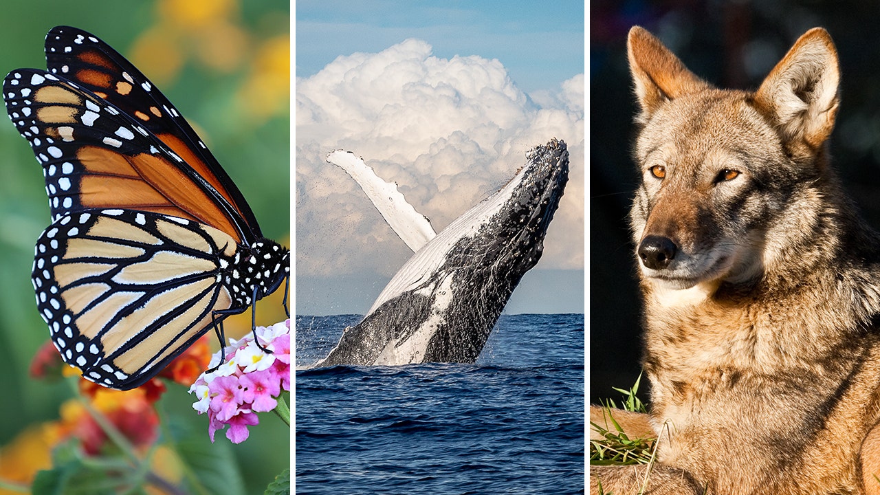 Endangered species in the US: Fast facts about creatures at risk of going extinct