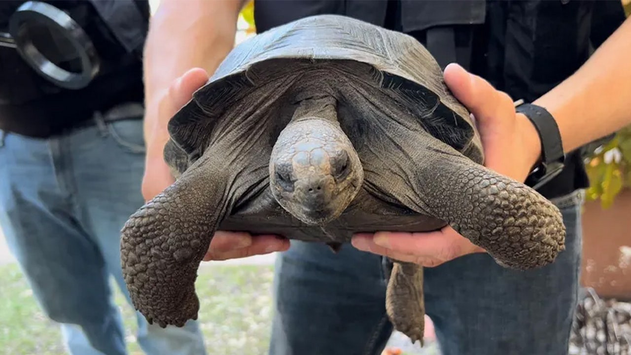 Florida man faces charges after allegedly stealing 2 endangered tortoises from zoo, 1 found dead in freezer