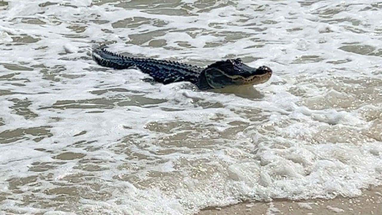 Surfing gator spotted at Alabama beach relaxing near human beachgoers