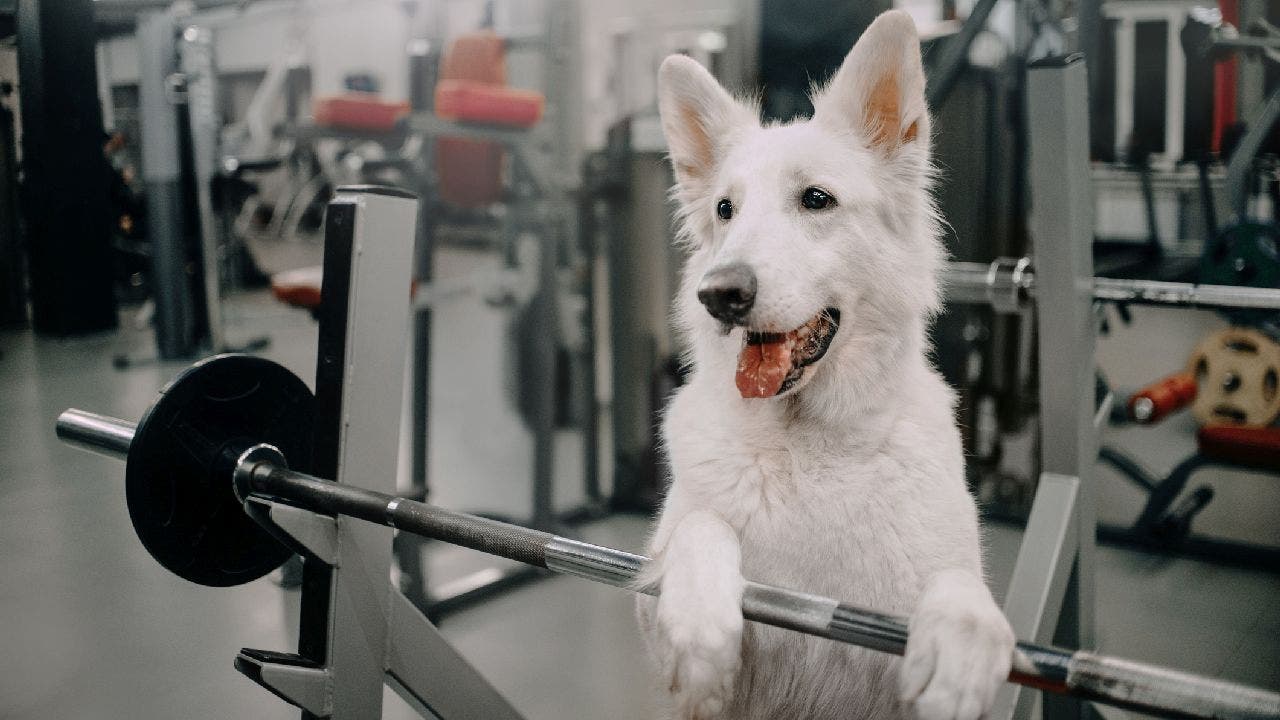 See what most Reddit users thought about a man bringing his dog along for a workout by clicking the link above. (iStock)