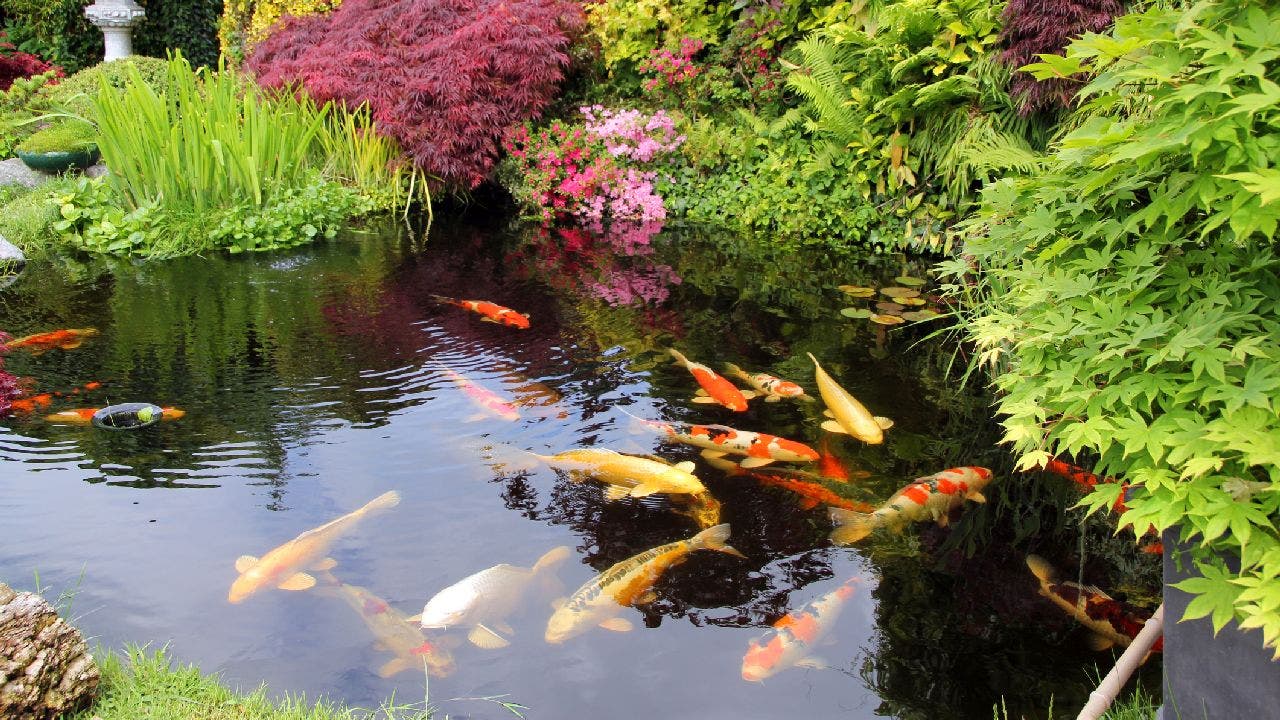 Nearly 100 koi fish go missing in Maryland community, residents suspect theft: police