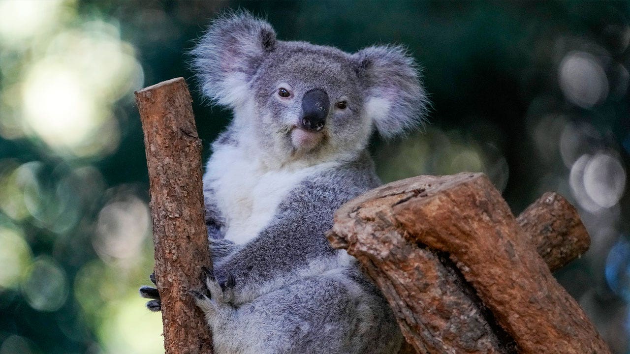 Australia begins vaccinating wild koalas against chlamydia