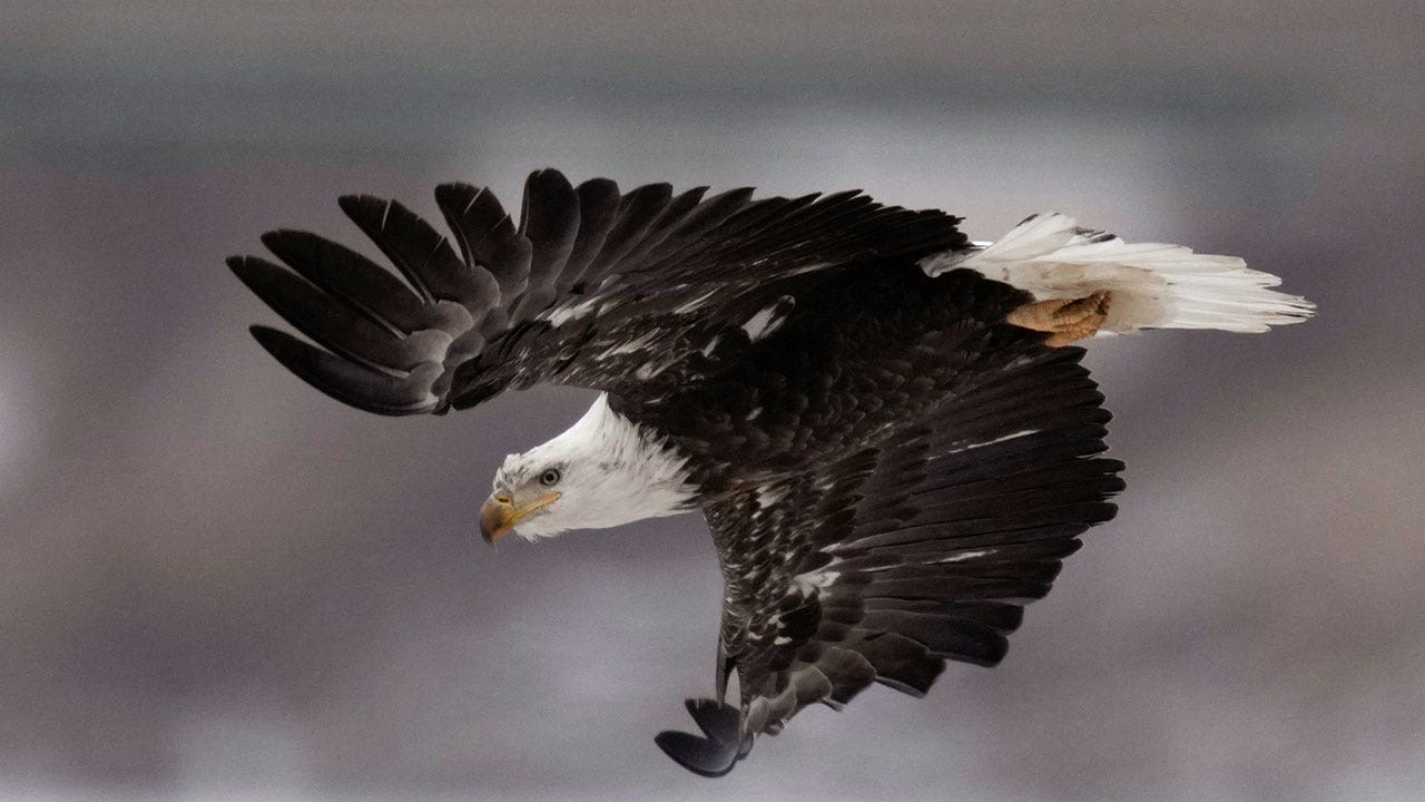 US seeks help to find culprit who shot and killed 4 bald eagles in Arkansas