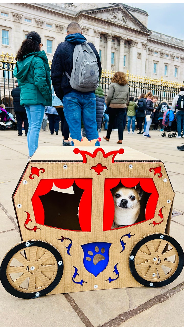 Coronation fit for a canine: Pampered pooch gets a private London tour in a carriage