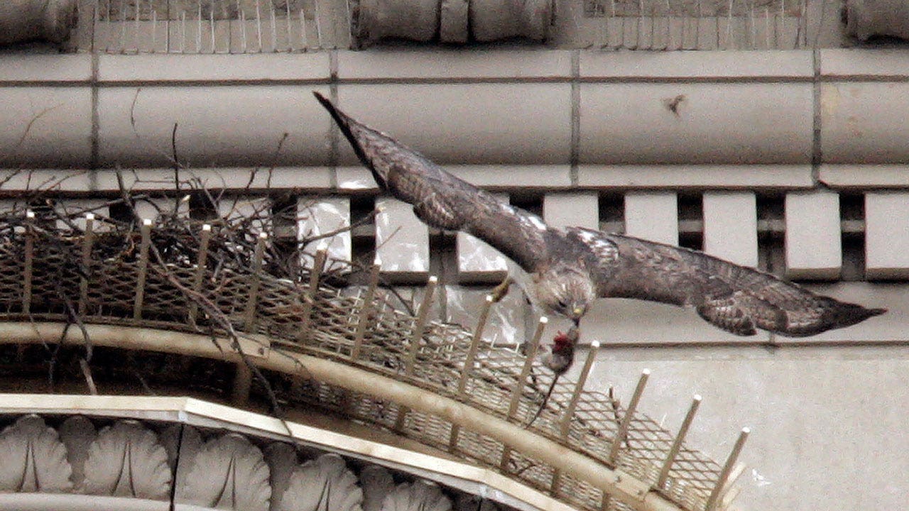 Pale Male, iconic hawk nebsted over NYC's Fifth Ave for decades, dead at 33