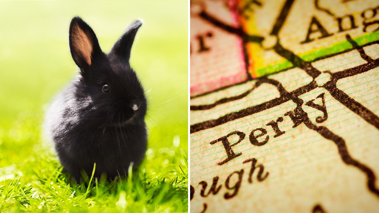 Rabbit running loose in Iowa neighborhood reportedly bites residents: 'Misunderstood creatures'