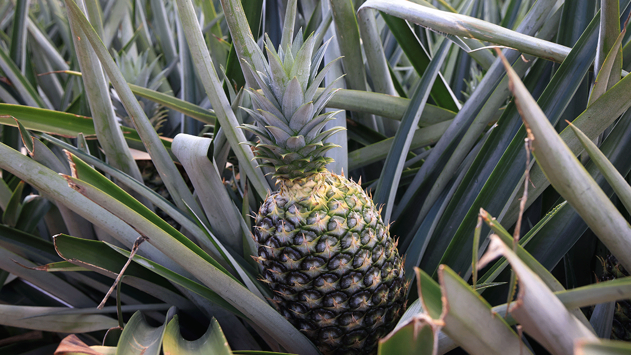 Pineapple