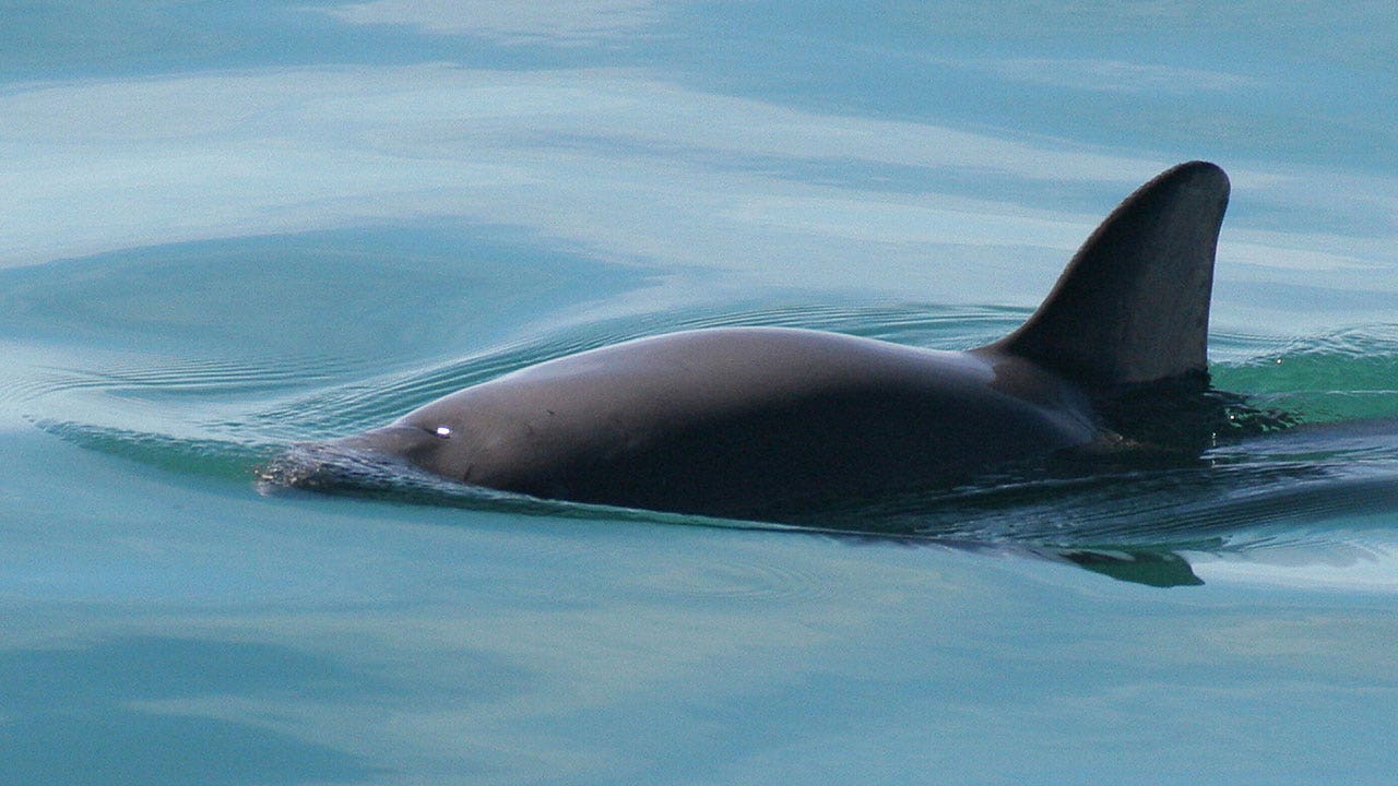 Mexico sets out search to find vaquita marina, the world’s most endangered marine mammal