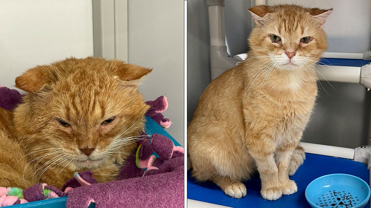 Virginia cat named Sandman wants to be the cat of your dreams