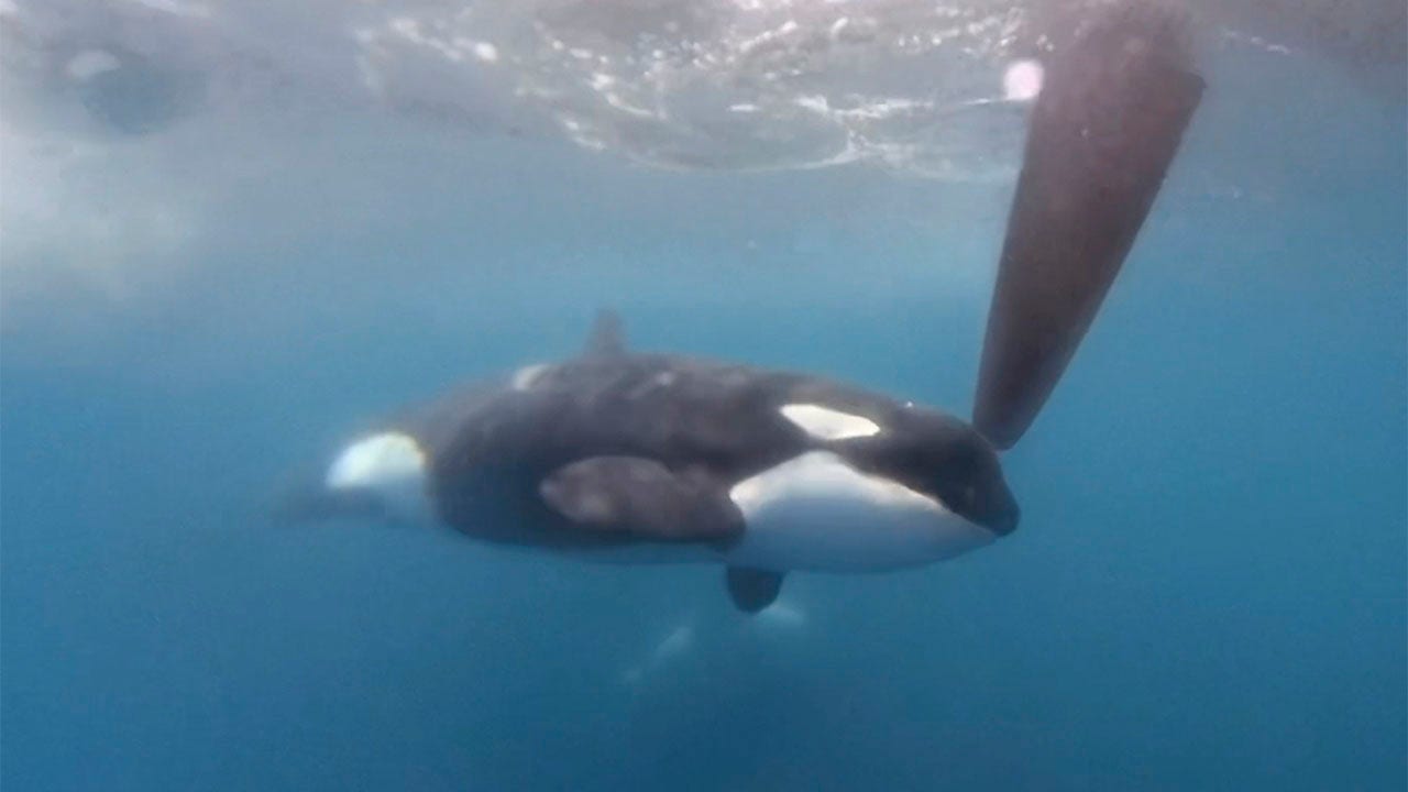 Read more about the article Killer whales attack and sink sailing boat off Gibralter