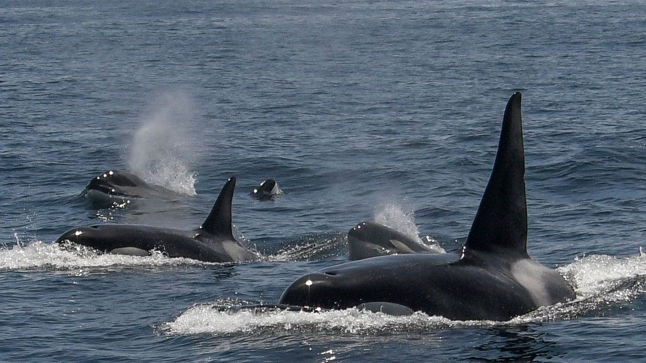 Tour spots 20 killer whales off San Francisco in unusual orca sighting