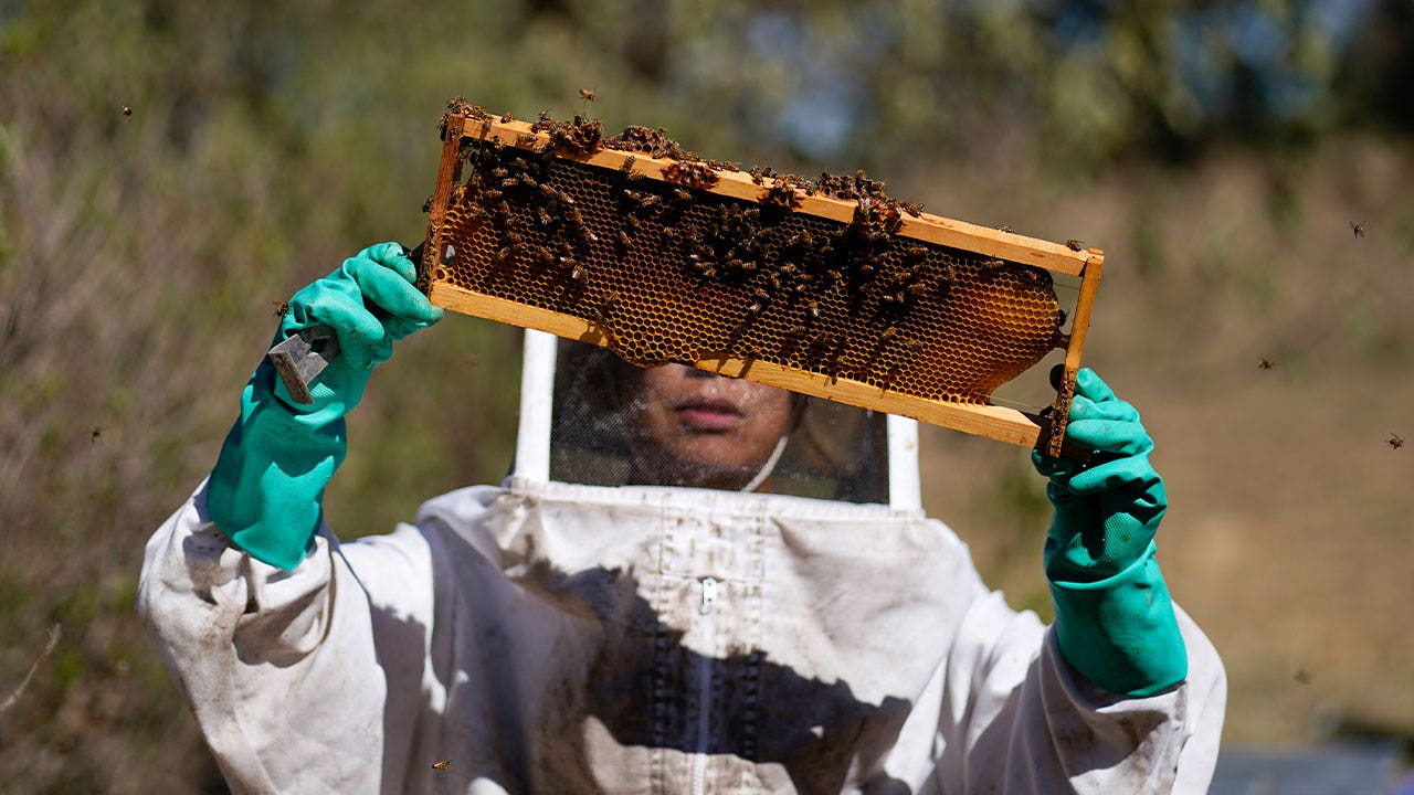 Group in Mexico saving bees that would have otherwise been exterminated ...