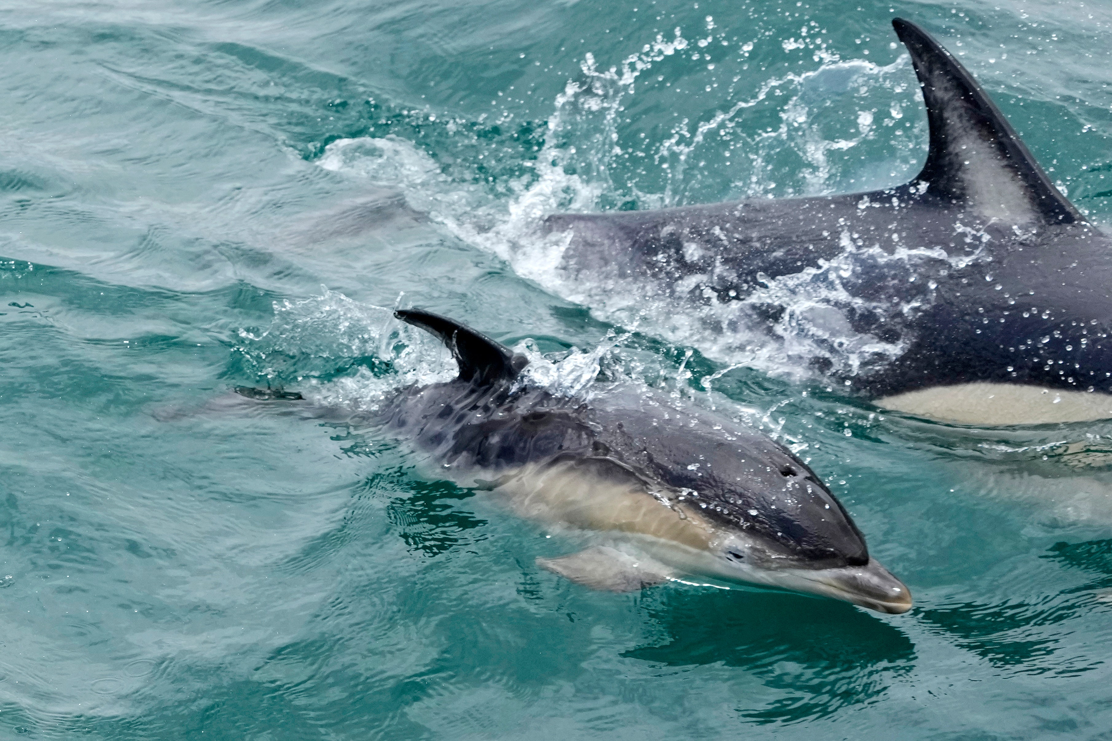 United Nations adopts landmark treaty to safeguard marine life