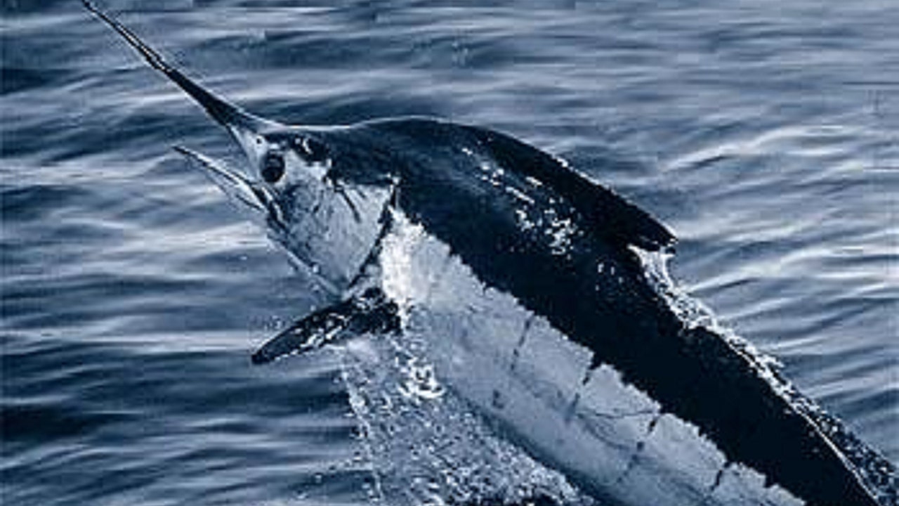 North Carolina blue marlin fishing tournament ends in controversy after