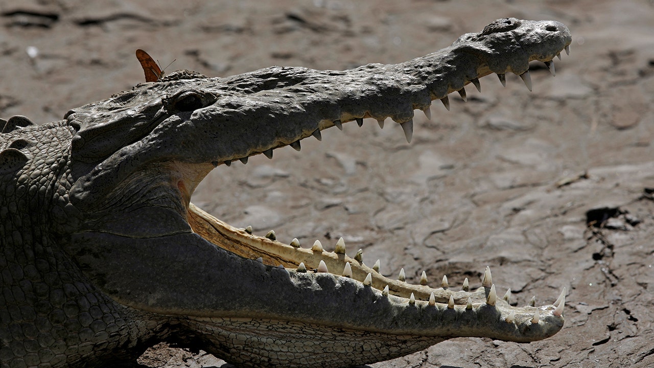 Crocodile had 'virgin birth' at Costa Rica zoo, researchers say