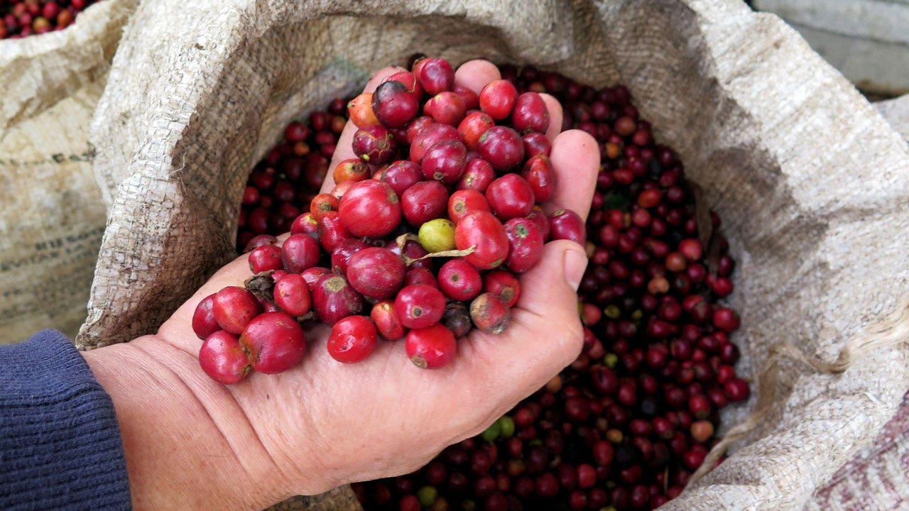 Nestle pilots cash incentives program for coffee farmers in sustainability drive