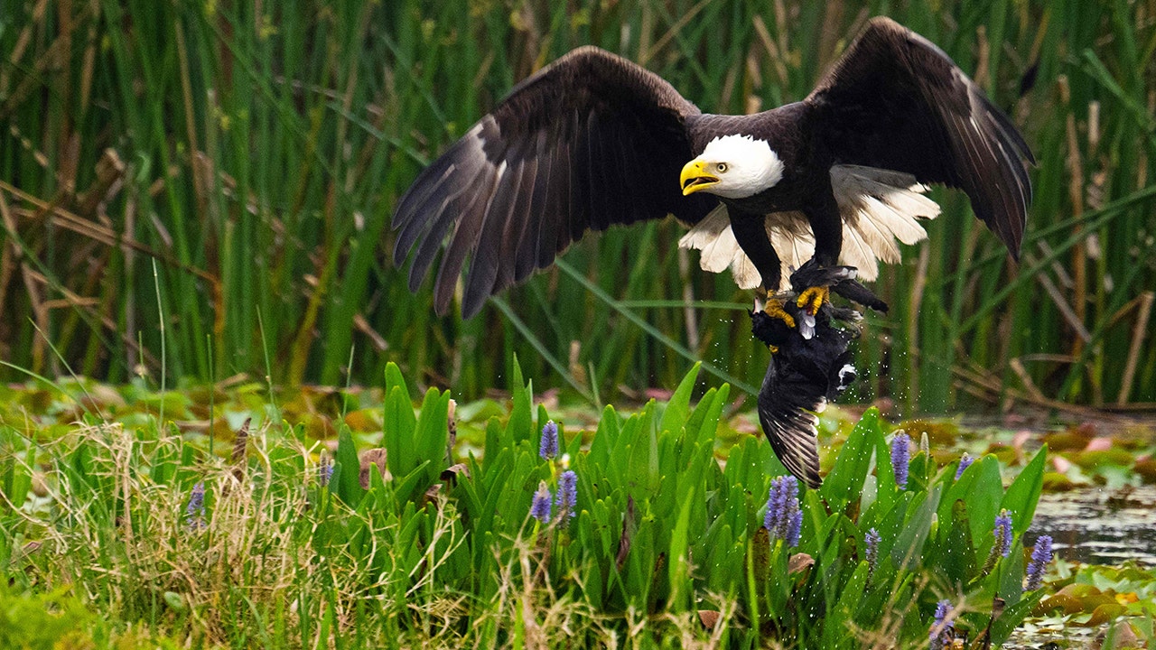 Montana man sentenced to over 3 years for trafficking eagle feathers, parts