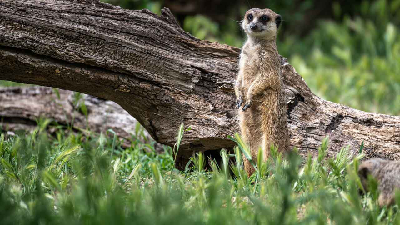 Death of all 5 meerkats at Philadelphia Zoo linked to accidental poisoning