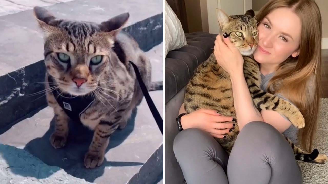 Fat cat! Woman's pet feline is now the size of an adult male bobcat