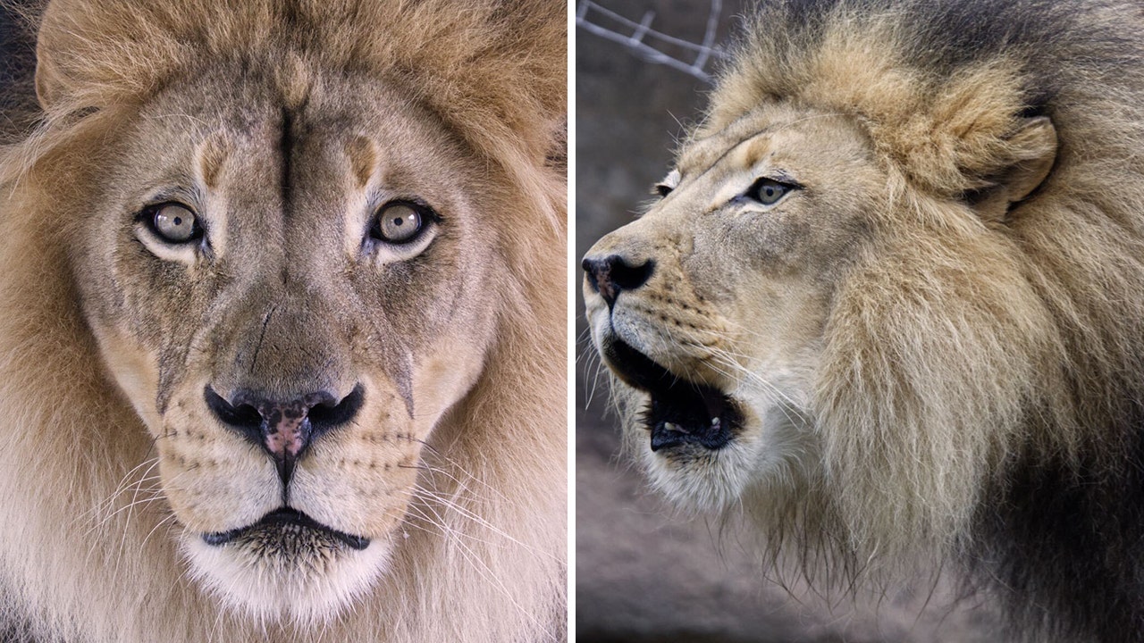 Lion Cub Update & Photos - One Week Old - Sacramento Zoo