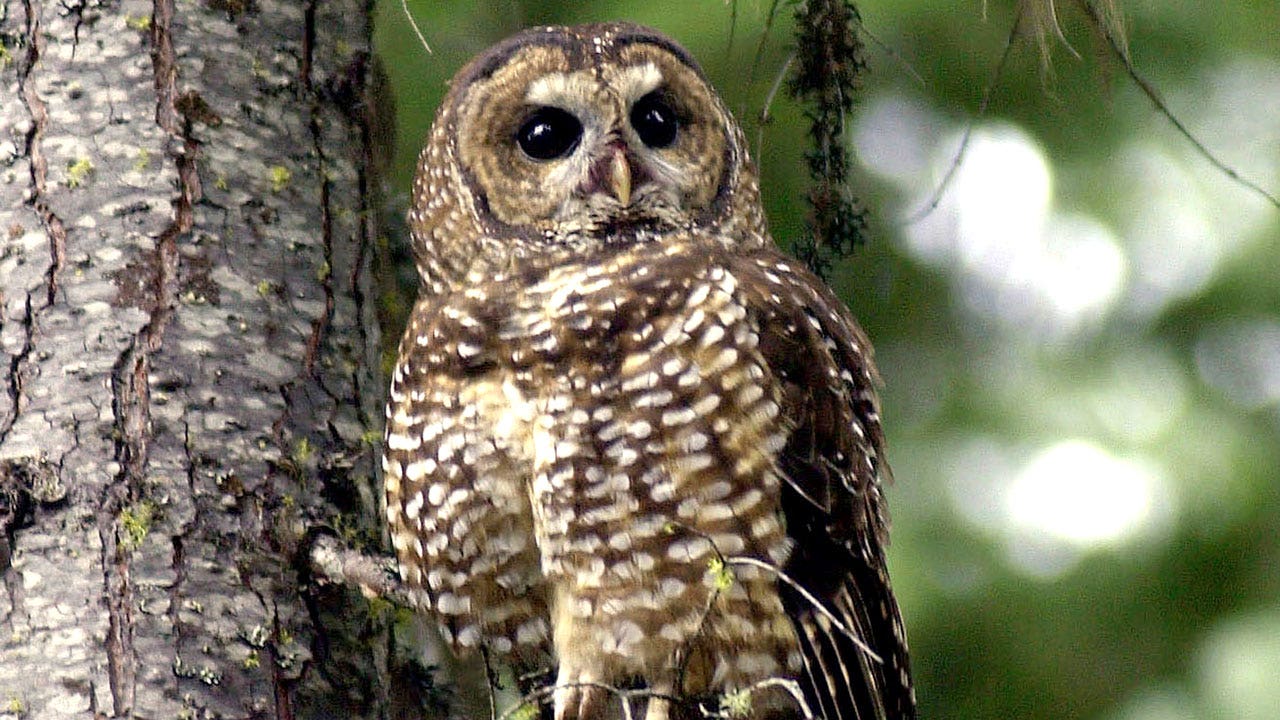 Biden administration moves to restore endangered species protections dropped by Trump
