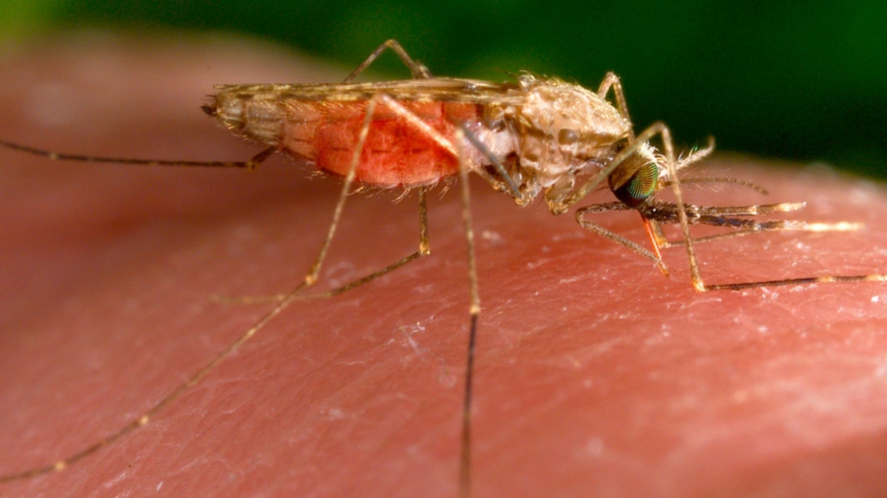 Unexplained fever? Malaria might be a possible diagnosis regardless of travel history, says CDC