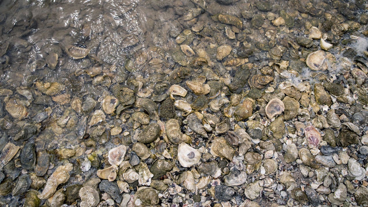 Missouri man dies after eating raw oysters contaminated with toxic bacteria