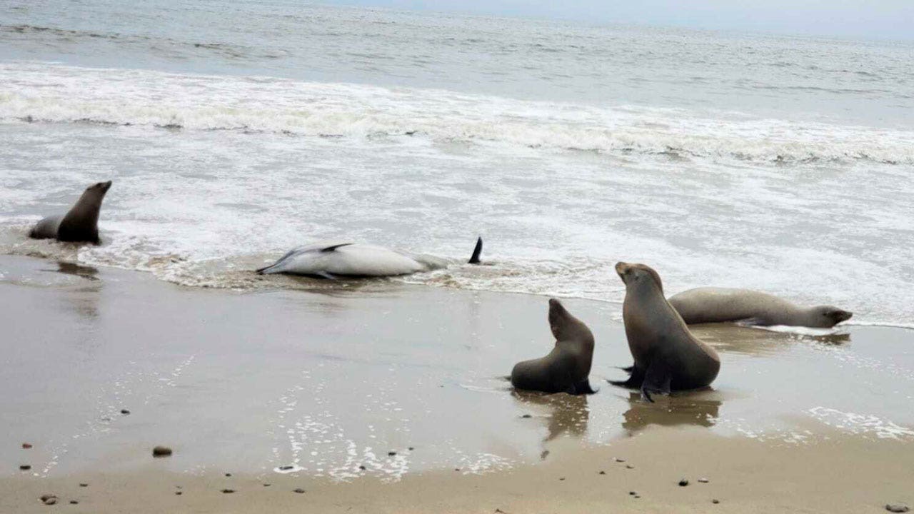 Toxic algae suspected as cause of sea lion, dolphin deaths off Southern