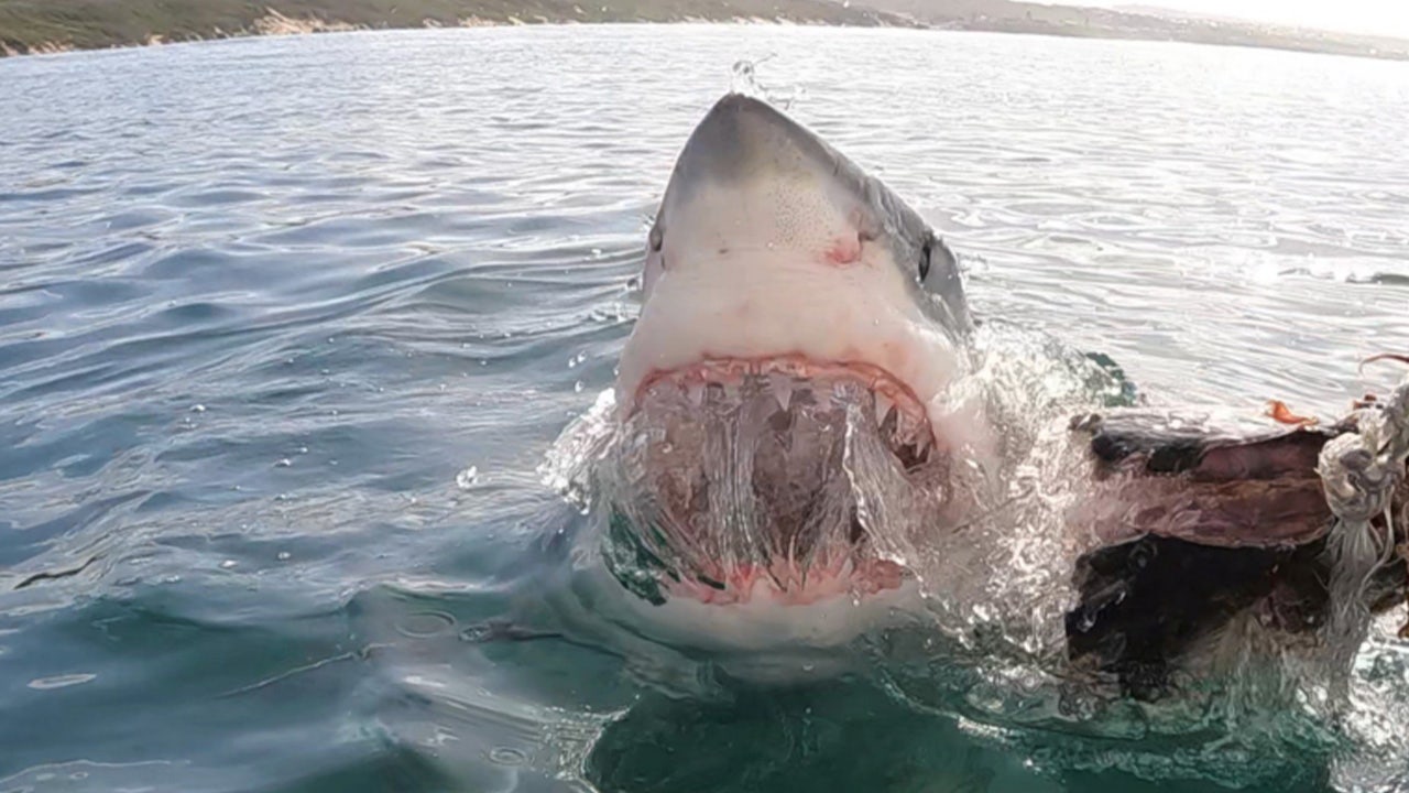 Massive shark lunges at boat, gobbles up bait as surprised tourists look on
