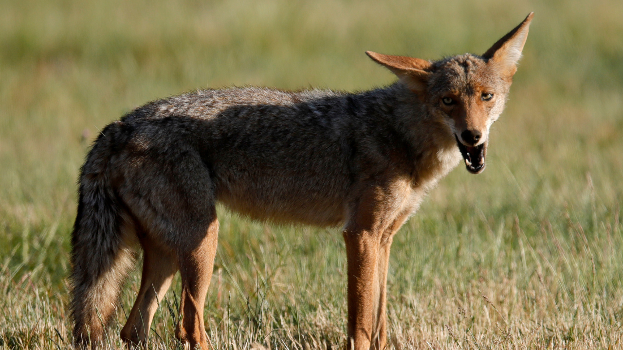 News :South Carolina man saves dog by wrestling with coyote