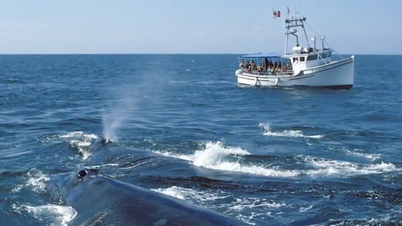 يثير اقتراح بايدن الذي يحد من سرعات القوارب لحماية الحيتان الصحيحة القلق