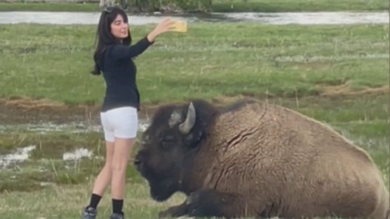 Yellowstone National Park visitor seen taking selfie inches from bison in video