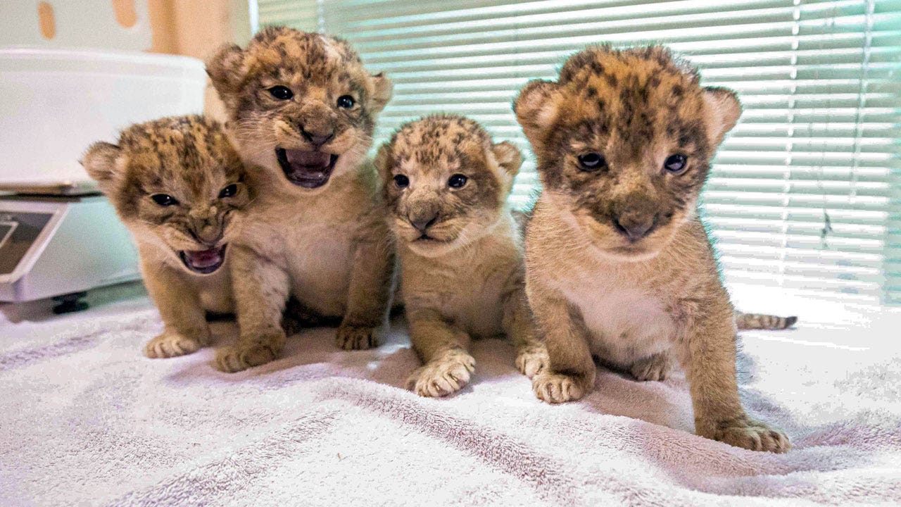 Buffalo Zoo announces births of 4 African lion cubs