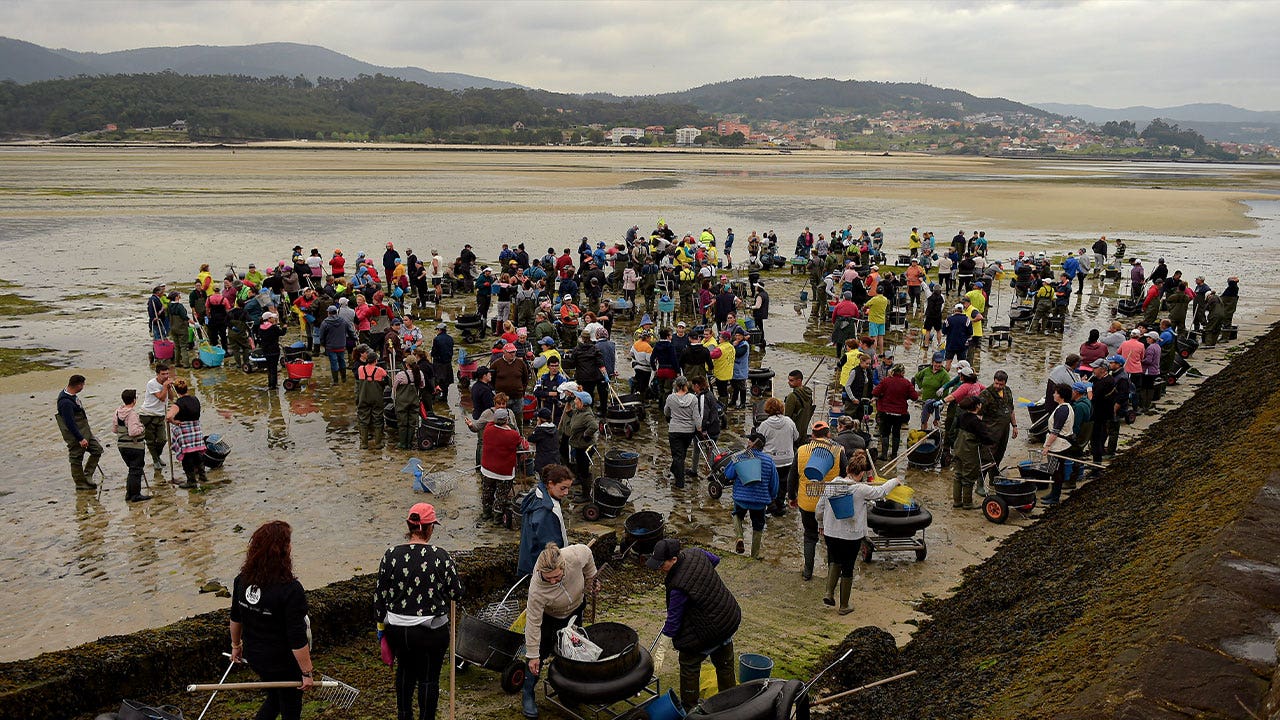 A look at Spain's clam-digging 'farmers of the sea'
