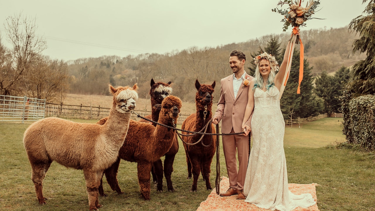 'Herd' on the street: Alpacas in bow ties and florals are the hot new country wedding trend