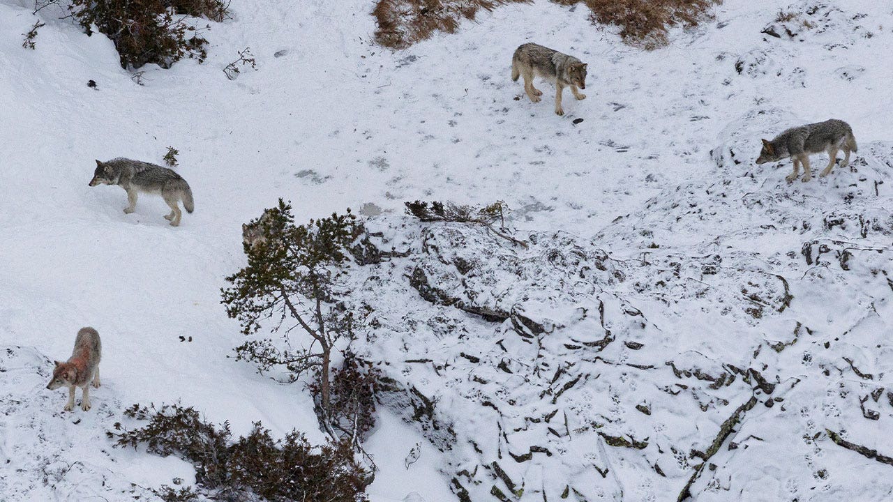 Gray wolf population rebounds in Michigan national park after nearly dying out from inbreeding