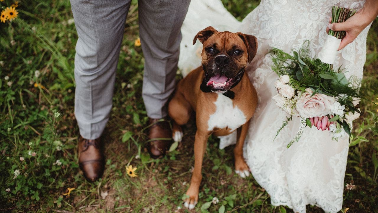 Couple Surprises Sister-in-Law: Pets Steal the Show as ‘Flower Girl’ and ‘Ring Bearer’