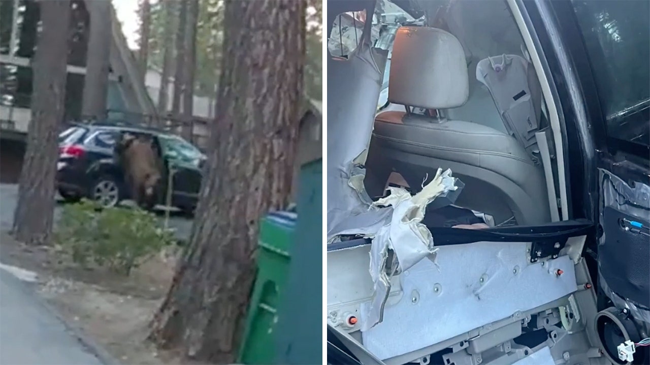 Bear traps itself in California resident's car, deputies step in: 'Be bear-aware'