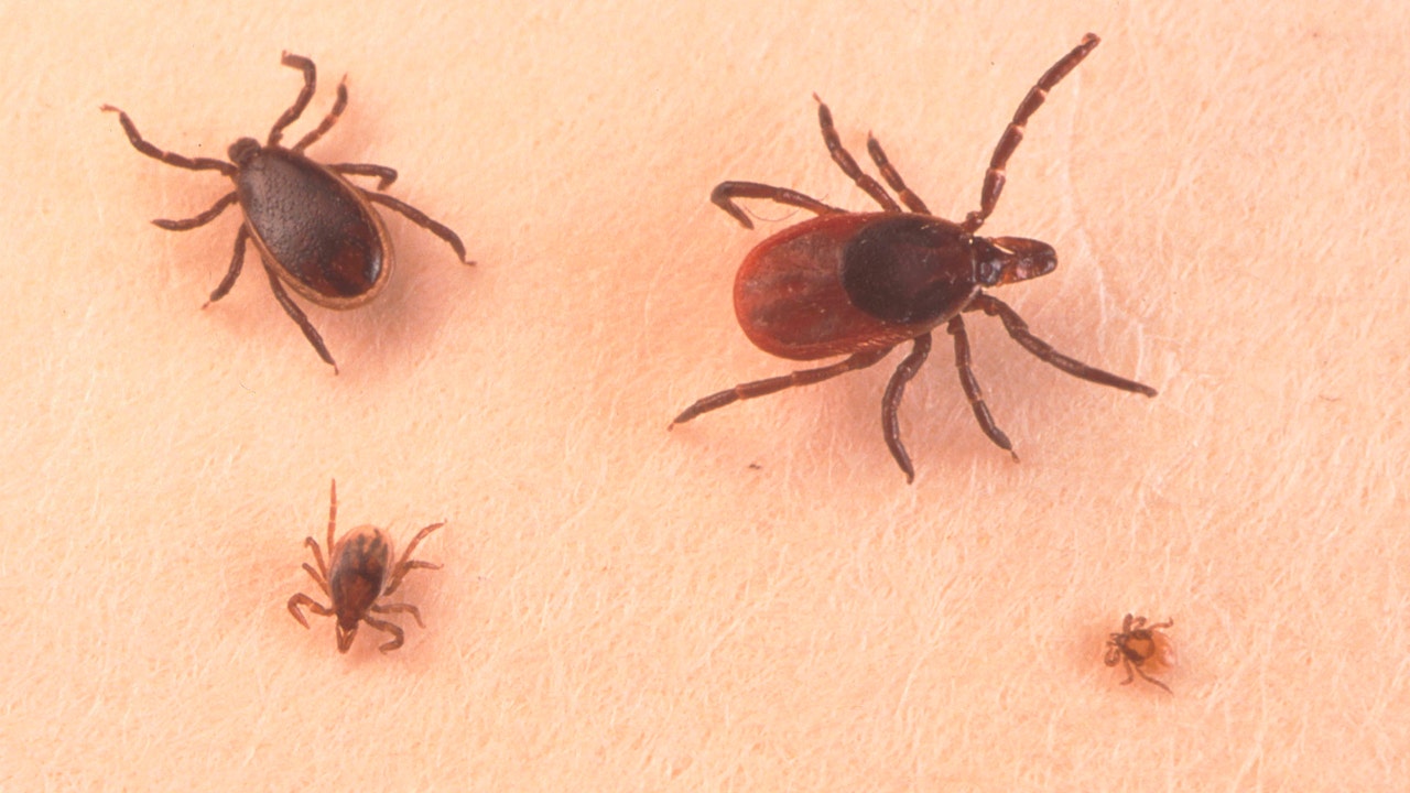 ticks on the skin