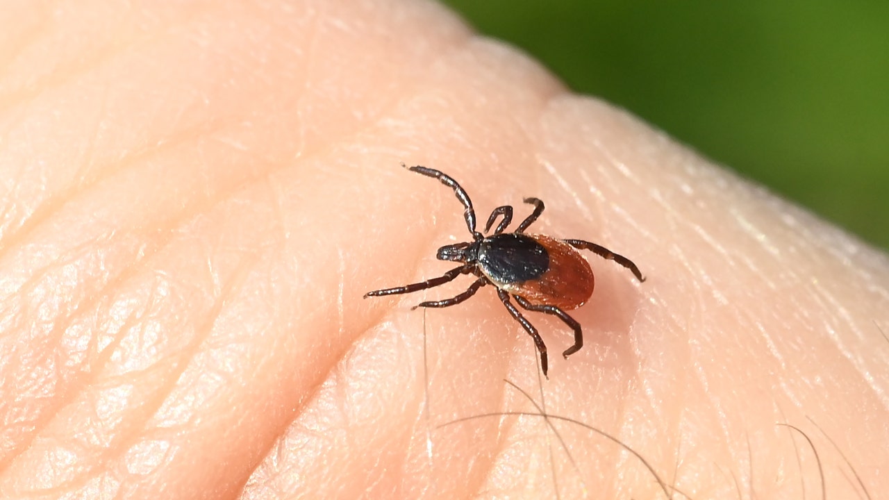 Lyme disease with ticks shown
