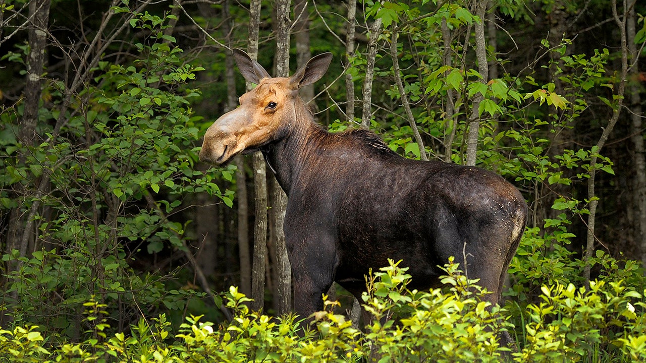 News :Moose euthanized after wandering onto Connecticut airport, officials say