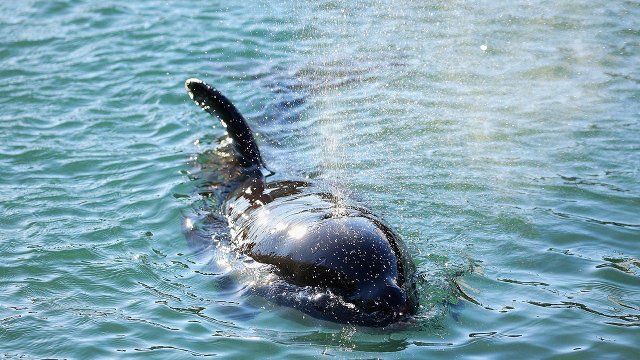 New orca calf spotted near British Columbia, first new sighting in the pod since 2021